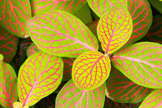 Fittonia ‘Skeleton’ is een kleine plant met een aantrekkelijk bladpatroon van roze op limoengroen.