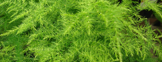 Asparagus setaceus is een sierlijke plant met fijne kantachtige, naaldvormige bladeren. De plant lijkt op een varen maar is een sierasperge.