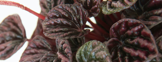 Peperomia caperata ‘Schumi Red’ is een compacte en aantrekkelijke plant die gemakkelijk te verzorgen is. Deze plant heeft een mooie dieprode kleur en de bladeren hebben een diepe rug waardoor deze plant uniek is