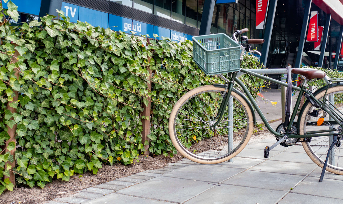 Hedera Woerner 100 cm hoog voorbeeld bij een winkelcentrum