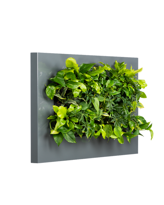 Planten Schilderij LivePicture Antraciet (excl. beplanting) | 112 x 72 cm (bxh)