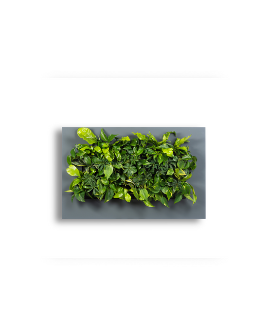 Planten Schilderij LivePicture 2 Antraciet (excl. beplanting) | 112 x 72 cm (bxh)