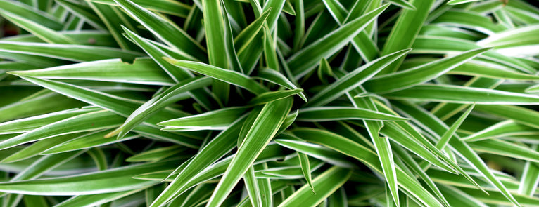 De Chlorophytum comosum ‘Ocean’ is een makkelijke en ook luchtzuiverende plant. Vanwege zijn heldere tekeningen op het blad met de witte buitenrand wordt deze plant ook wel Zebragras genoemd.