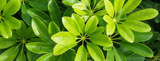 De Schefflera staat bekend om zijn bladeren in de vorm van een hand. Hier dankt deze plant ook zijn Nederlandse naam aan: de Vingersboom. De plant heeft weinig licht, water en onderhoud nodig.