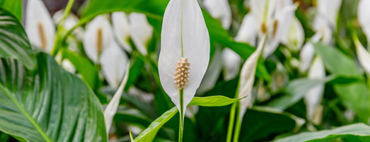 Spathiphyllum ‘Cupido’ zijn geliefd vanwege hun bloemen. Deze witte bloemen lijken op een lepel, vandaar de Nederlandse naam ”Lepelplant”. Deze plant staat bekend om haar luchtzuiverende karakter.