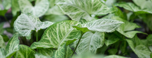 Syngonium ‘Pixie’ is een klimplant die van oorsprong voorkomt in tropische regenwouden. De bladeren van de Syngoniums veranderen van vorm naarmate de plant ouder wordt.