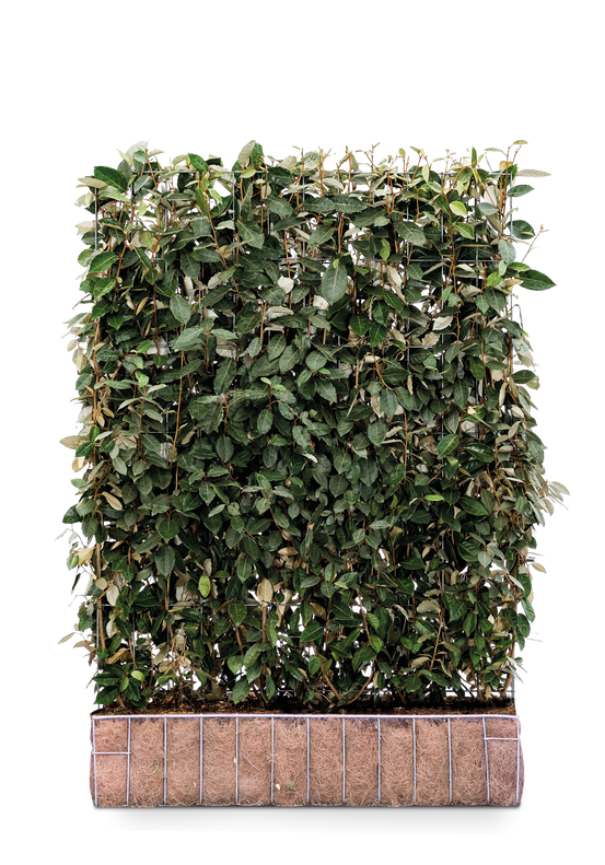 Kant en Klare Haag Olijfwilg (Elaeagnus ebbingei) | 120 x 155 cm (bxh)