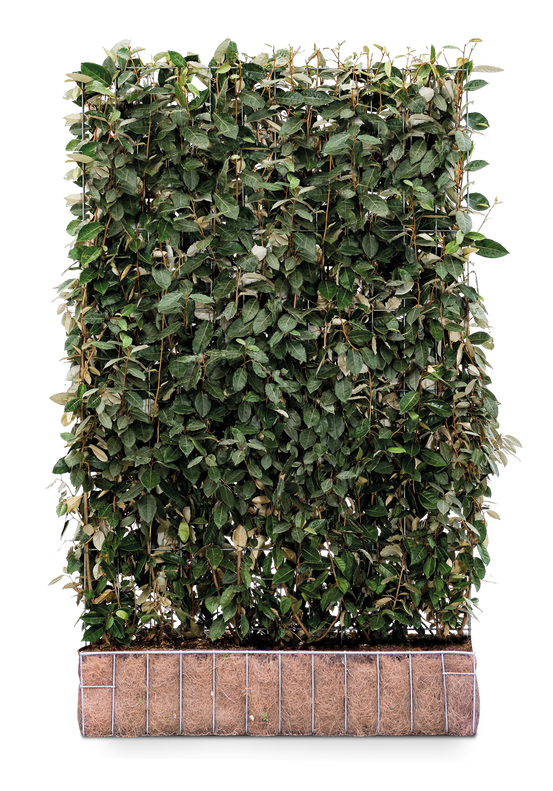 Kant en Klare Haag Olijfwilg (Elaeagnus ebbingei) | 120 x 180 cm (bxh)
