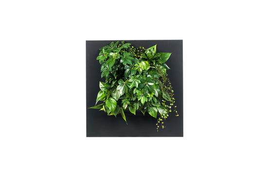 Planten Schilderij LivePicture 1 Zwart (excl. beplanting) | 72 x 72 cm (bxh)