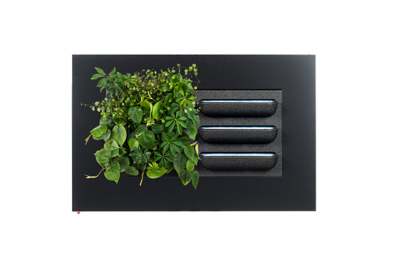 Tableau Plantes LivePicture 2 Anthracite (hors plantes) | 112 x 72 cm (lxh)