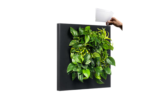 Planten Schilderij LivePicture 1 Zwart (excl. beplanting) | 72 x 72 cm (bxh)