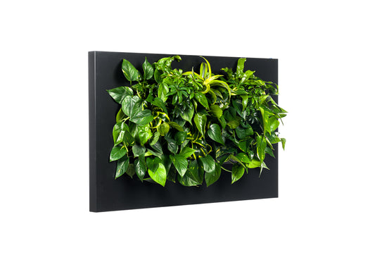 Tableau Plantes LivePicture 2 Anthracite (hors plantes) | 112 x 72 cm (lxh)