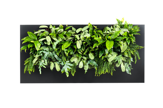 Tableau Plantes LivePicture 3 Anthracite (hors plantes) | 152 x 72 cm (lxh)