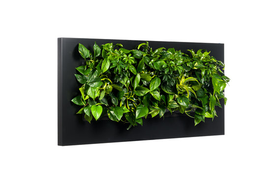Tableau Plantes LivePicture 3 Anthracite (hors plantes) | 152 x 72 cm (lxh)
