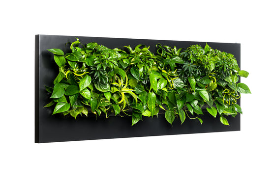 Tableau Plantes LivePicture 4 Anthracite (hors plantes) | 192 x 72 cm (lxh)