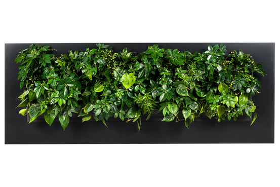 Tableau Plantes LivePicture 4 Anthracite (hors plantes) | 192 x 72 cm (lxh)