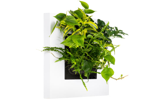 LivePicture Go Peinture végétale naturelle en bambou (hors plantes) | 51,6 x 51,6 cm (lxh)