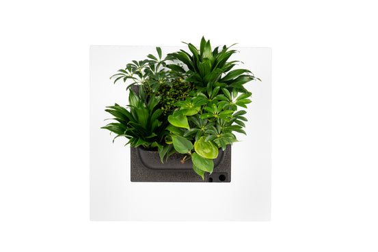 LivePicture Go Peinture végétale naturelle en bambou (hors plantes) | 51,6 x 51,6 cm (lxh)