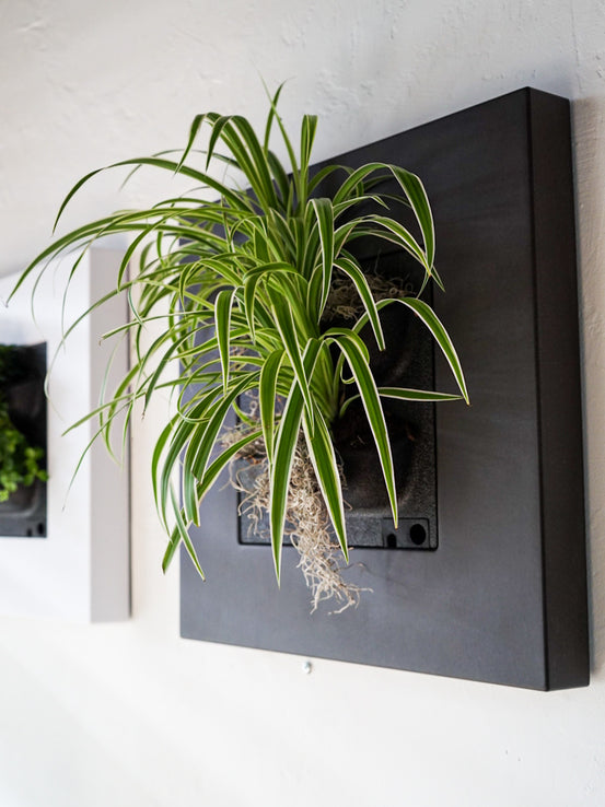 LivePicture Go Bamboo Zwart Planten Schilderij (excl. beplanting) | 51,6 x 51,6 cm (bxh)