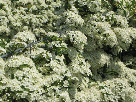 Kant en Klare Haag Vuurdoorn (Pyracantha) Dart's Red | 120 x 155 cm (bxh)