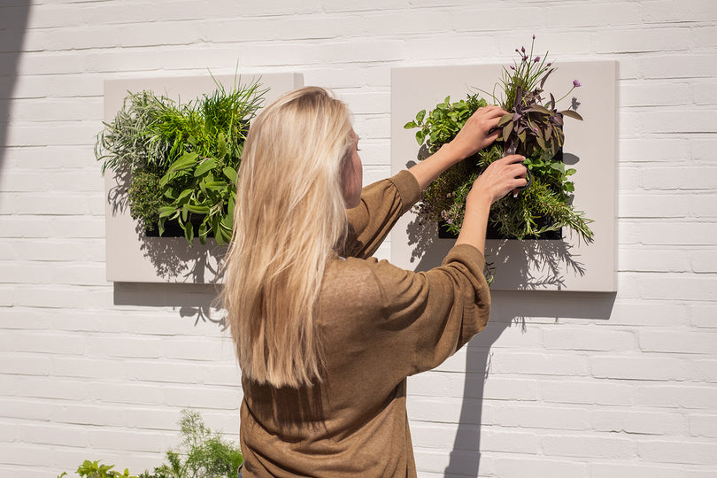 Plantenschilderij LivePicture GO van Mobilane direct bestellen