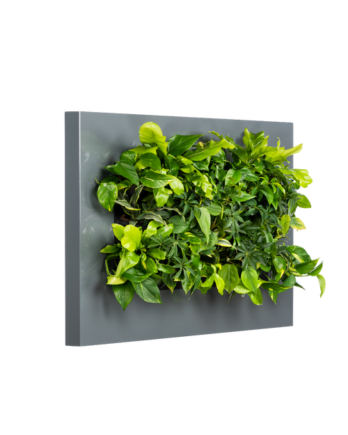 Planten Schilderij LivePicture Antraciet (excl. beplanting) | 112 x 72 cm (bxh)