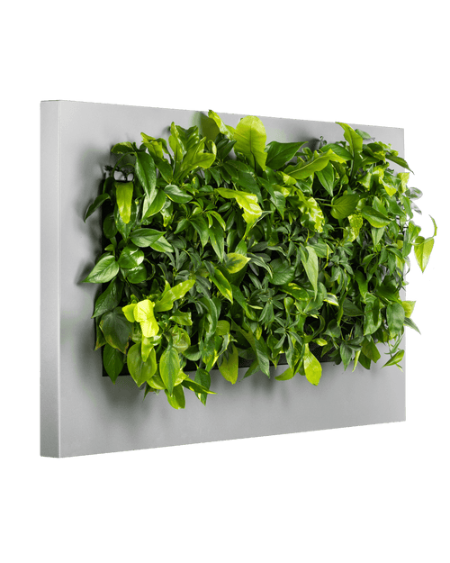 Planten Schilderij LivePicture Zilver (excl. beplanting) | 152 x 72 cm (bxh)