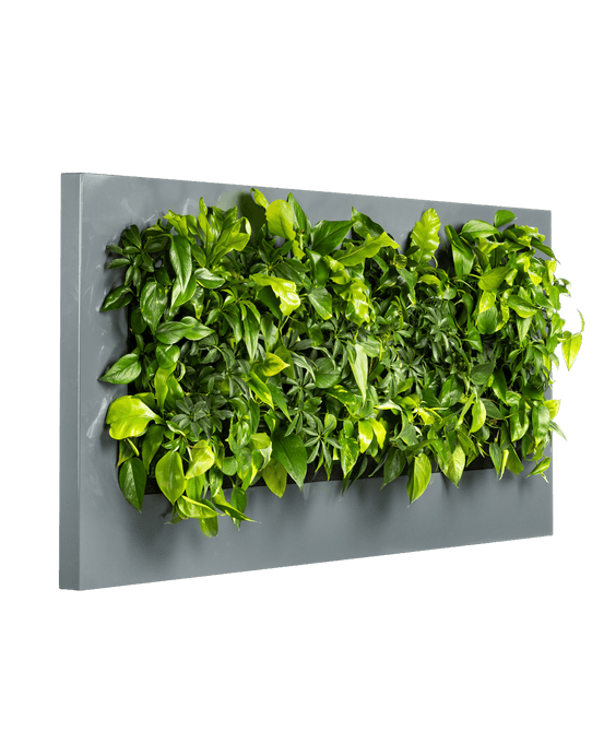 Planten Schilderij LivePicture Antraciet (excl. beplanting) | 192 x 72 cm (bxh)
