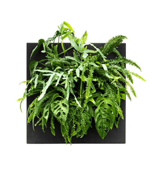 Planten Schilderij LivePicture Go Bamboo Zwart (excl. beplanting) | 51,6 x 51,6 cm (bxh)
