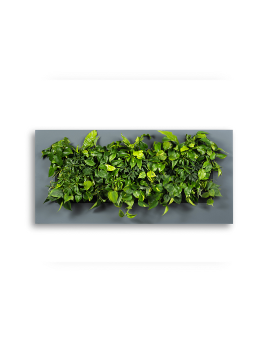Planten Schilderij LivePicture 3 Antraciet (excl. beplanting) | 152 x 72 cm (bxh)