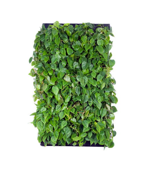 Groene Wand LivePanel Pack 2x3 (excl. beplanting) | 87 x 157 cm (bxh)